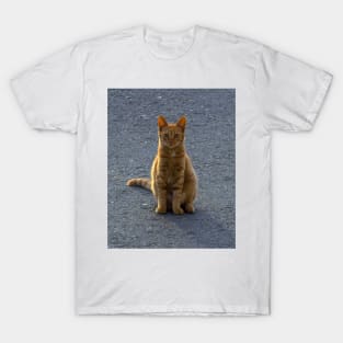 Sun-Kissed Feline: A Ginger Cat Enjoys the Outdoors T-Shirt